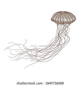 Vector Cartoon Jellyfish on White Background