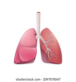 Vector cartoon lungs icon with vessels, capillaries. Healthy body organ with trachea, throat structure. Realistic medical, educational diagram template for logo, poster, banner.