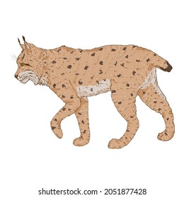 Vector Cartoon Lynx Side View Illustration on White Background