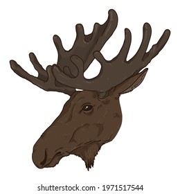 Vector Cartoon Moose Head Illustration. Side View