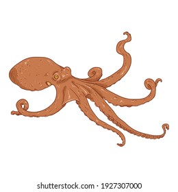 Vector Cartoon Octopus . Cephalopod Illustration