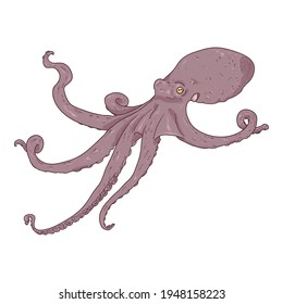 Vector Cartoon Octopus . Cephalopod Illustration