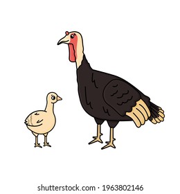 Vector cartoon outline turkey female and yellow poult chicken baby. Doodle isolated hand drawn animals illustration on white background