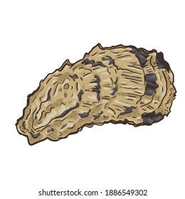 Vector Cartoon Oyster on White Background.