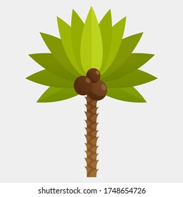 Vector cartoon palm tree isolated on white background.