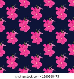 Vector cartoon pattern of pink mandevilla sanden with leaves isolated on dark blue background. Floral seamless of tropical plant. Print of exotic tropical plant mandevilla or dipladenia in flat style