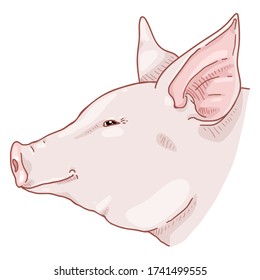 Vector Cartoon Pig Face. Side View