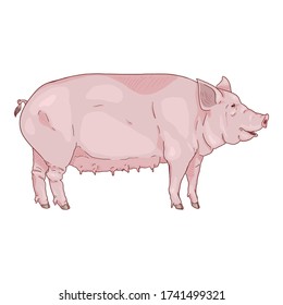 Vector Cartoon Pig. Sow Isolated Illustration