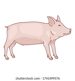 Vector Cartoon Piglet Illustration on White Background