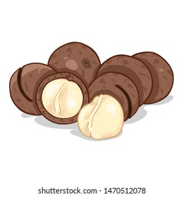 Vector Cartoon Pile of Macadamia Nuts