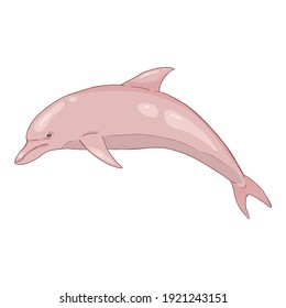 Dibujo vectorial de delfín rosado Ilustración sobre fondo blanco