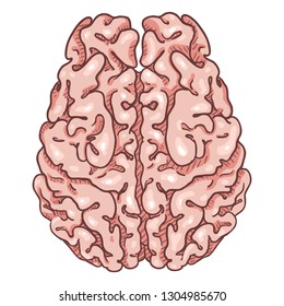 Vector Cartoon Pink Human Brain. Top View.