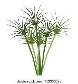 Papyrus Plant High Res Stock Images Shutterstock