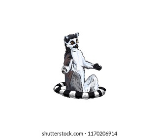 Vector cartoon racoon