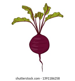 Vector Cartoon Red Beetroot with Leaves