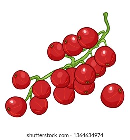 Vector Cartoon Red Currant Berries on Branch