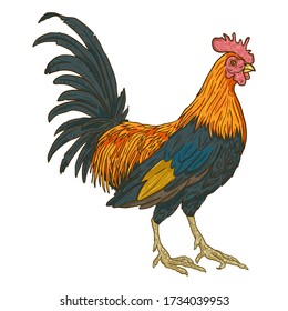 Vector Cartoon Rooster. Game-cock Illustration.