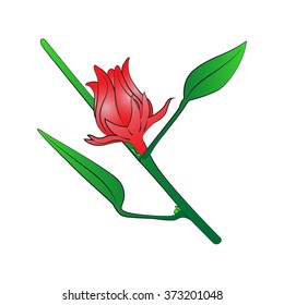 Vector cartoon roselle on white background.