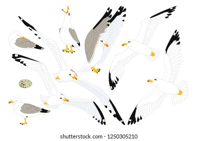 vector cartoon seagull sea gull cliparts set