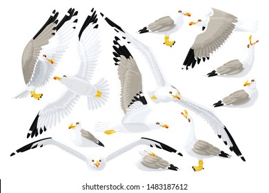 vector cartoon seagull sea gull cliparts set