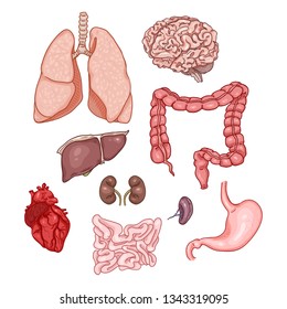 Vector Cartoon Set of Anatomical Human Organs. Medicine Illustration.