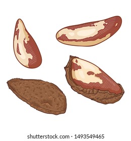 Vector Cartoon Set of Brazilian Nuts. Whole and Peeled.