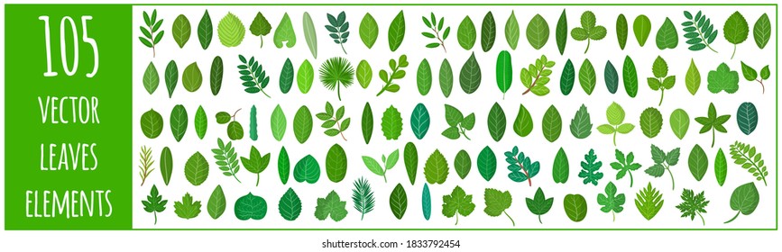 Vektorgrafik-Zeichensatz mit verschiedenen Blättern von Pflanzen, Obst, Gemüse und Bäumen einzeln auf weißem Hintergrund. Sammlung grüner Blätter.