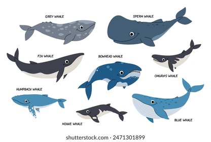 Vector cartoon set of illustrations with different types of whales on a white background. Flat illustration of whales. Underwater world, ocean, underwater inhabitants.