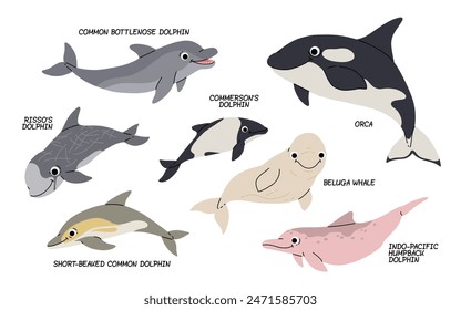 Conjunto de dibujos animados de Vector con diferentes tipos de delfines sobre un fondo blanco. Ilustración plana de orca, delfines, ballena beluga. océano, habitantes submarinos.