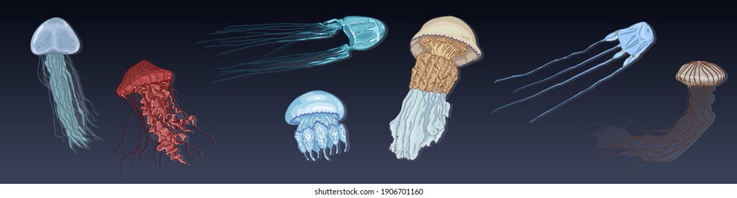 Vector Cartoon Set of Jellyfishes. Medusa Collection.