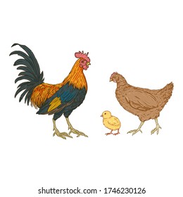 Vector Cartoon Set of Poultry Birds. Rooster, Chick and Hen. Chicken Illustrations.