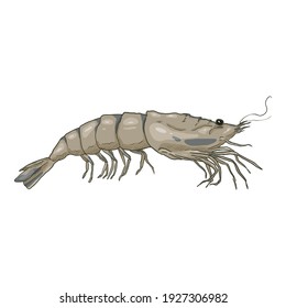 Vector Cartoon Shrimp Isolated Illustration