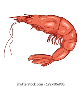 Vector Cartoon Shrimp Isolated Illustration