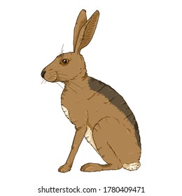 Vector Cartoon Sitting Brown Hare