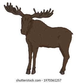 Vector Cartoon Standing Moose on White Background