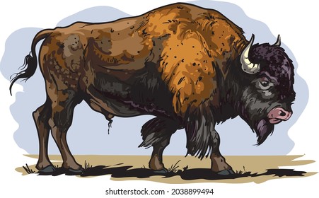 Vector cartoon style illustration of an American bison, plains bison, an American buffalo.