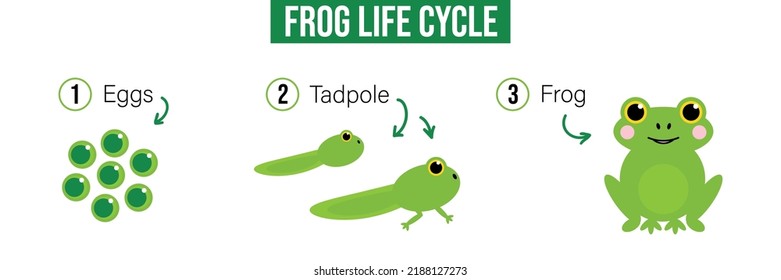 Vector Cartoon Style Illustration, Card With Frog Life Cycle, Evolution. Eggs, Tadpole, Adult Frog.

