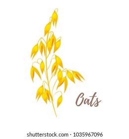 Vector cartoon style illustration of cereals - oats. Grain plant isolated on white background.