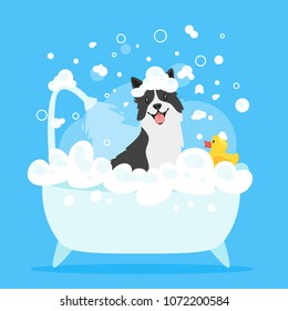 Vector cartoon style illustration of cute border collie dog taking a bath full of soap foam. Yellow rubber duck in bathtub. Grooming concept. Blue background. svg