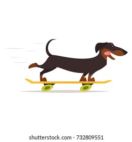 Vector cartoon style illustration of cute dachshund dog riding skateboard, isolated on white background.