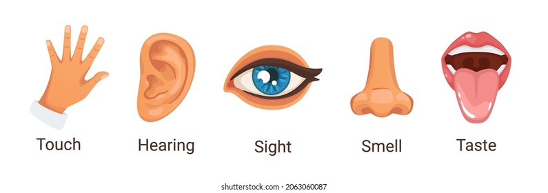 Vector cartoon style illustration of five human senses. Touch, hearing, sight, smell, taste clipart. Isolated on white background.