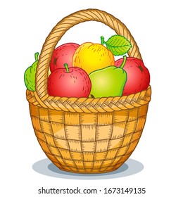 Vector cartoon style illustration. Harvest of ripe apples and pears in a basket. Thanksgiving Day.