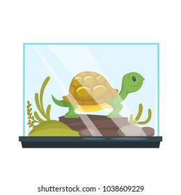 Vector cartoon style illustration of home animal pet - turtle in terrarium. Isolated on white background.