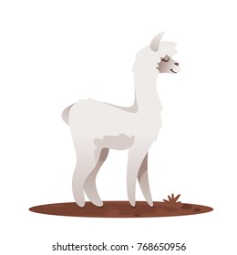 Vector cartoon style illustration of lama, isolated on white background.