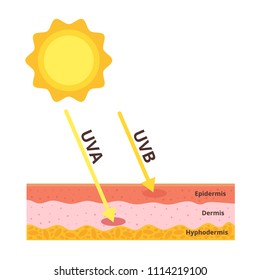 Vector cartoon style illustration of uvb and uva influence on skin layers. 
