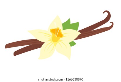 Vector cartoon style illustration of vanilla flower, isolated on white background.