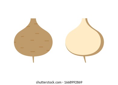 Vector cartoon style jicama, root vegetable icons, illustration.
