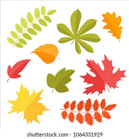 Vector cartoon style set of autumn leaves, isolated on white background.