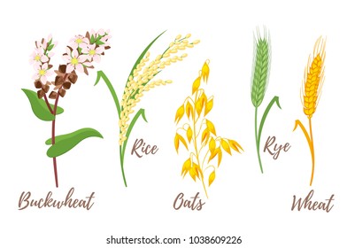 Vector Cartoon Style Set Of Cereals - Rice, Buckwheat And Oats. Grain Plant Isolated On White Background.