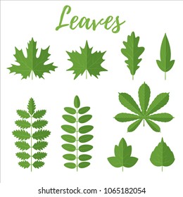 Vector cartoon style set of green leaves, isolated on white background.
